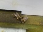 Пасека с пчелами, пчелы, карпатка объявление продам