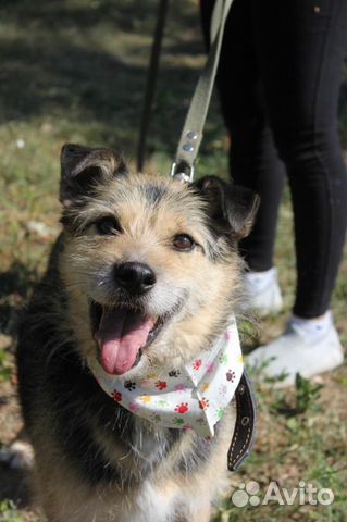 Небольшой песик ищет дом из приюта