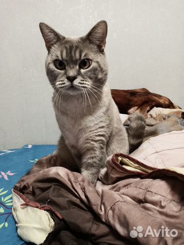 Отдам в добрые руки молодую британку