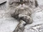 Персидский кот - Вязка объявление продам