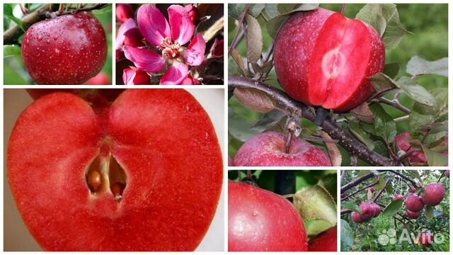 Яблони розово и красномясые 3х летки