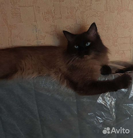 Невский маскарадный