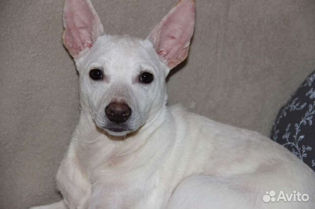 Собаки бесплатно в добрые руки