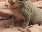 Котёнок Донского Сфинкса объявление продам