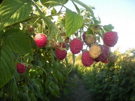 Саженцы малины