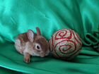 Кролик декоративный карликовый рекс объявление продам