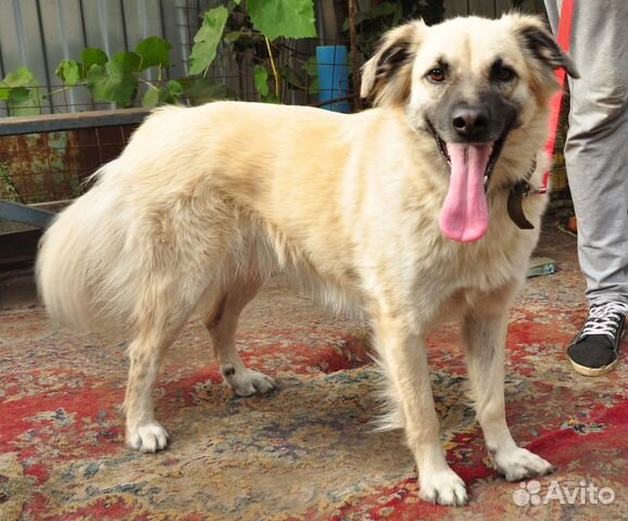 Мартуша ищет дом и хозяина