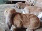 Кролики мясных пород Немецкий Пёстрый Великан объявление продам