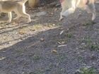 Собаки щенки сибирская хаски