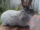 Кролик Серебро объявление продам