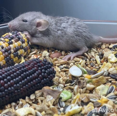 Крыса Дамбо редкие окрасы