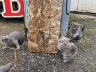 Продажа кошек и котят породы Невская маскарадная объявление продам