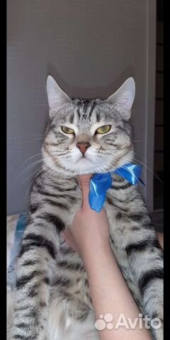 Вязка Шотландский кот