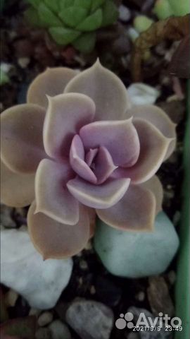 Комнатные цветы, суккуленты, пеларгонии