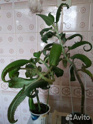 Каланхоэ лечебный