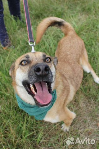 Собака в добрые руки отдам бесплатно