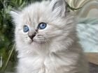 Котята Сибирская Невская Маскарадная объявление продам