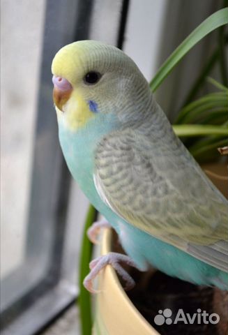 Попугаи волнистые и получехи своего разведения