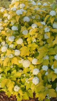 Пузыреплодники,дерен,спиреи,барбарис,бересклет