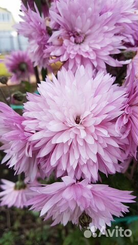 Хризантемы