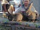 Кролики великаны Фландр Ризен