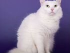 Ласковая белая пушистая кошка Софи объявление продам