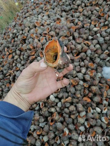 Морская Ракушка рапана