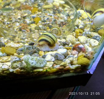 Улитка Спикси (asolene spixi) 