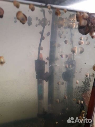 Улитки ампулярии аквариумные