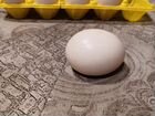 Яйцо инкубационное мускусной утки