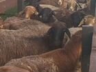 Продам Курдучное гисарские Овцы бараны ягнята