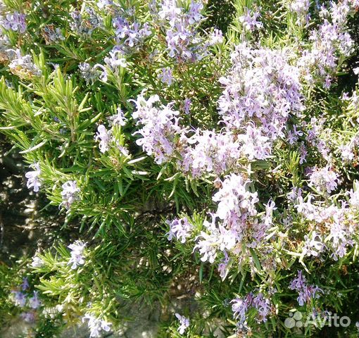 Натуральный тоник Розмарин / Rosmarinus 500 мл