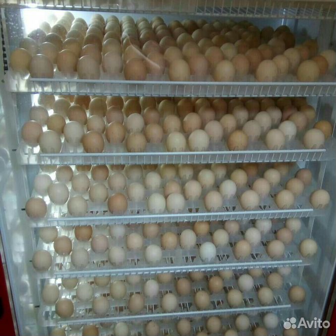 Инкубационная аппарат птенцов. Инкубатор для бройлеров. Вылупившиеся цыплята. Инкубаторы для птицеводства. Инкубатор птицевод.