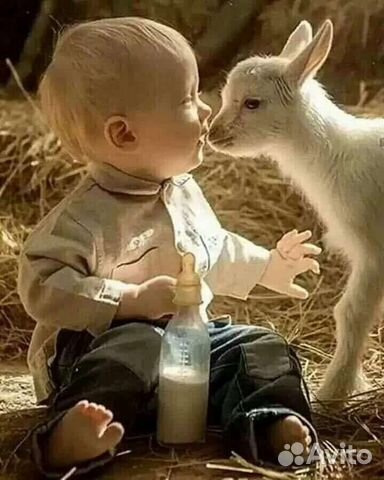 Козье молоко домашнее