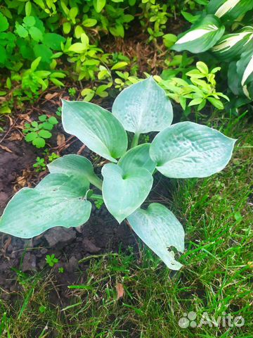 Хосты разные