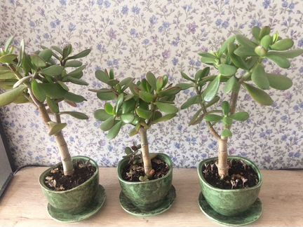 Денежное дерево.ном.2