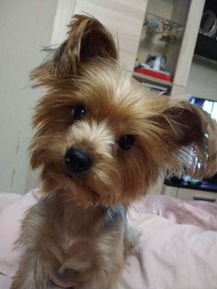 Йоркширский терьер