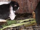 Кролики баран чистопородные объявление продам