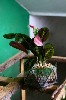 Маранта, цветы доставка