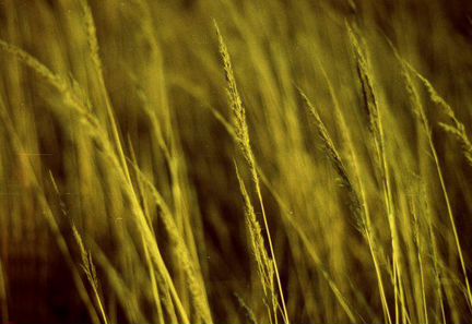 Слайд сканер epson 2580 Photo 35mm