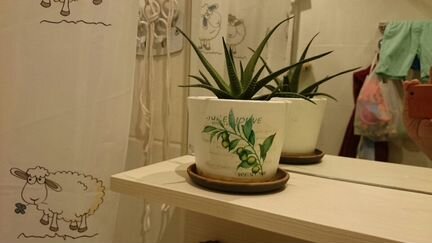Хавортия