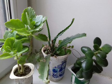 Секкуленты