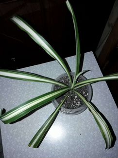 Хлорофитум Хохлатый