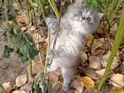 Сибирские котята бесплатно