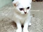 Шотланский котенок