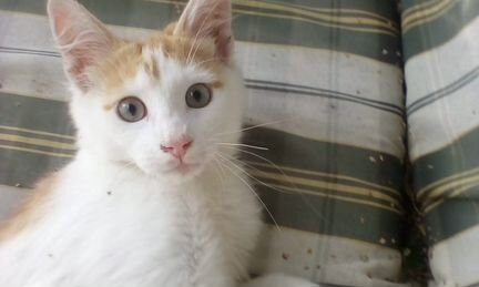 Очаровательные рыжики в дар