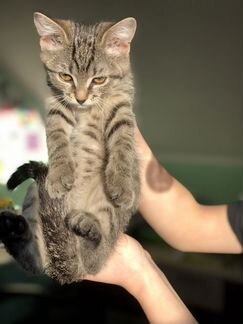 Котята от Бомбейской кошки и кота-британца