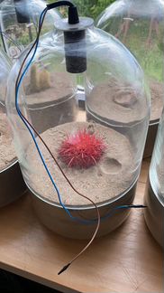 Декоративные светильники -Кактусы