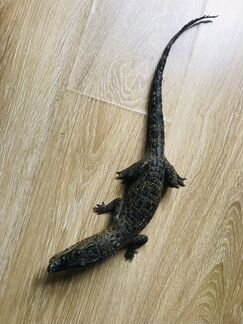 Чучело крокодила