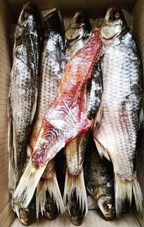 Вобла осенняя и другая рыбка Астрахань